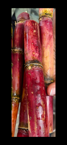 Sugar Cane Multi Heirloom - Mix Pack of 4