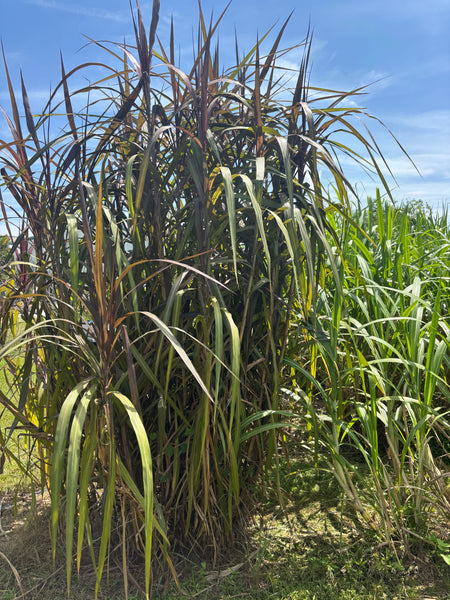 Red Napier Grass