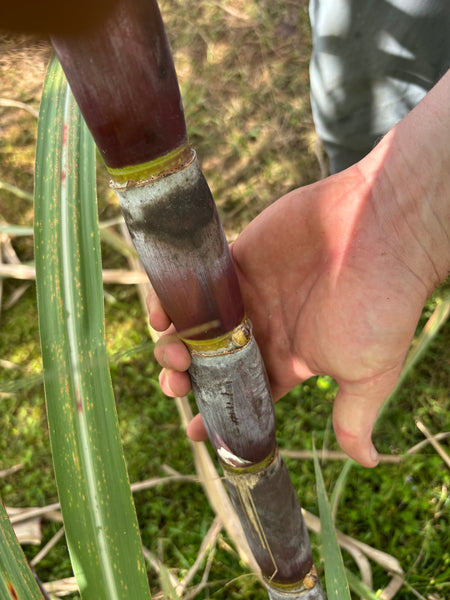 Sugar Cane Cuttings - Heirloom Varieties