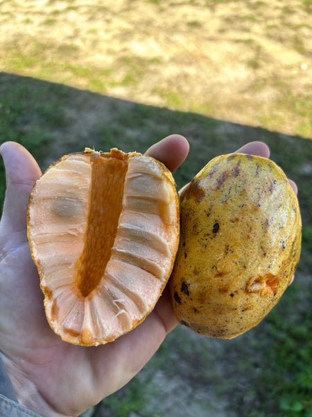 Annona Glabra - Pond Apple Seeds (EDIBLE)