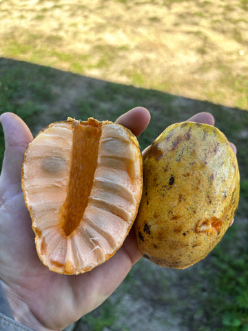 Annona Glabra - Pond Apple Seeds (EDIBLE)