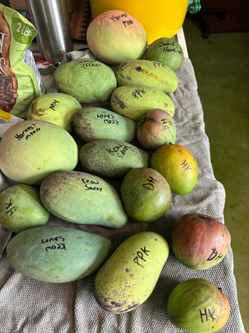 MANGO FRUIT BOX