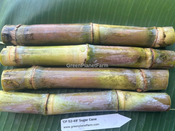 Sugar Cane Cuttings - Heirloom Varieties