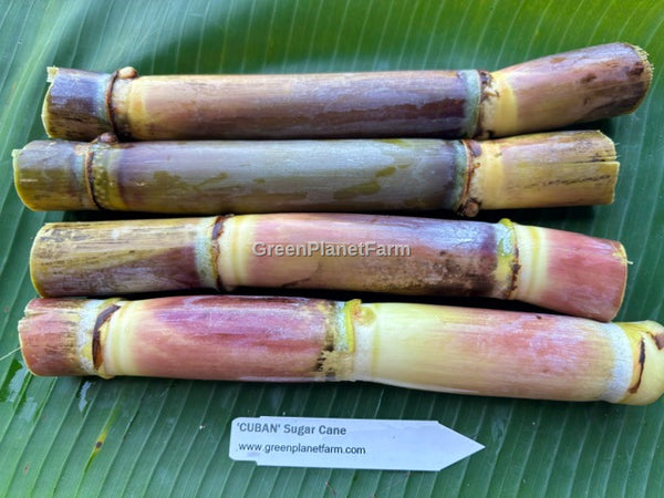 Sugar Cane Cuttings - Heirloom Varieties