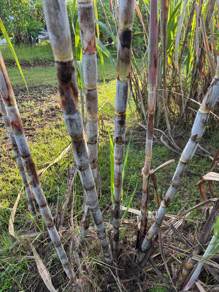 Sugar Cane Cuttings - Heirloom Varieties