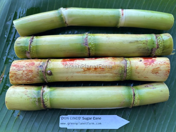 Sugar Cane Cuttings - Heirloom Varieties