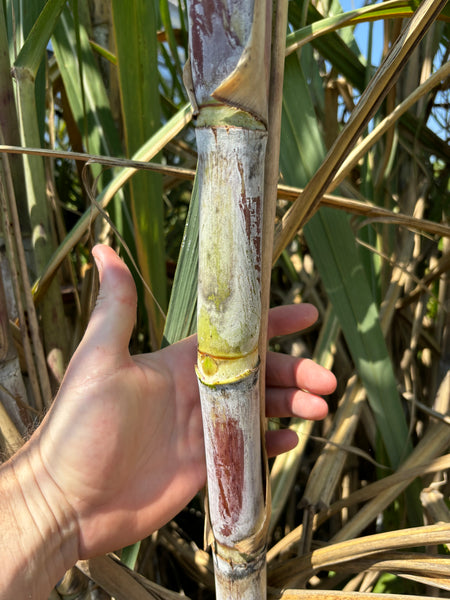 Sugar Cane Cuttings - Heirloom Varieties