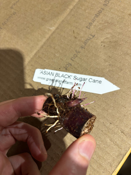 Sugarcane Bud Bags with Roots