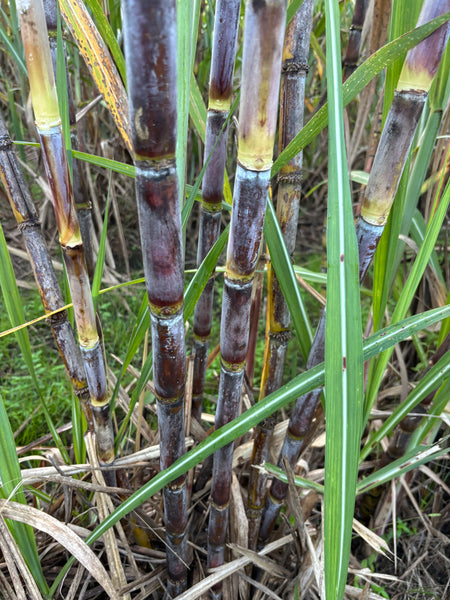 Sugar Cane Cuttings - Heirloom Varieties