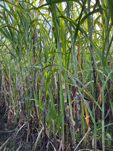 Sugar Cane Cuttings - Heirloom Varieties