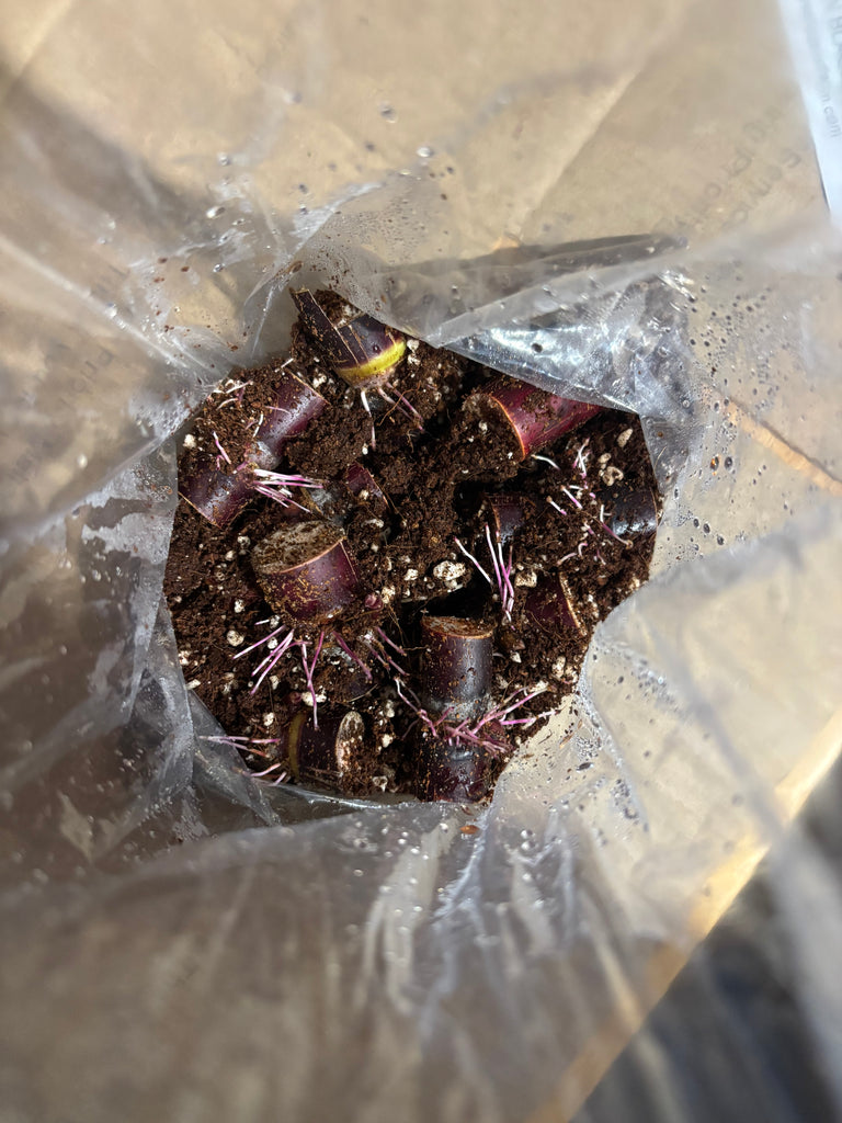 Sugarcane Bud Bags with Roots