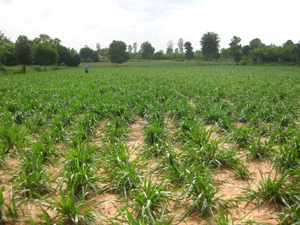 Mulato II Grass Seed Pack