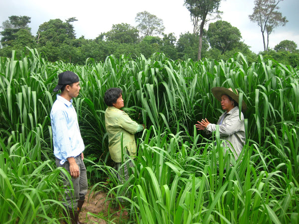 Mombassa Grass Seed - Panicum maximum