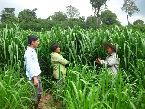 Mombassa Grass Seed - Panicum maximum