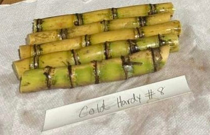Sugar Cane Cuttings - Heirloom Varieties