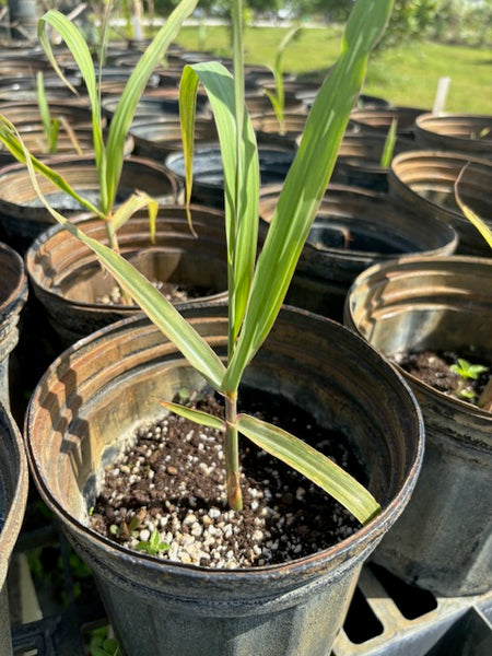 Sugar Cane Plants