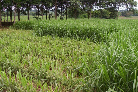 Mulato II Grass Seed Pack