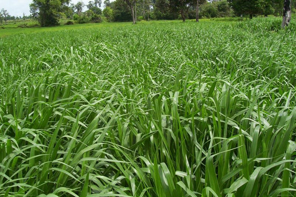 Mulato II Grass Seed Pack