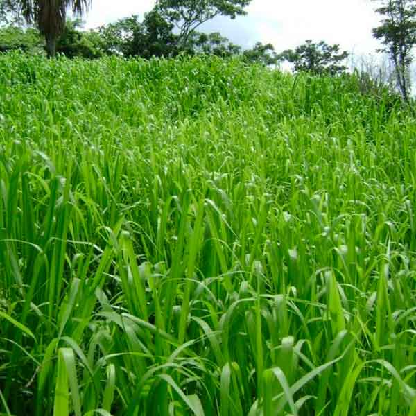 Mombassa Grass Seed - Panicum maximum