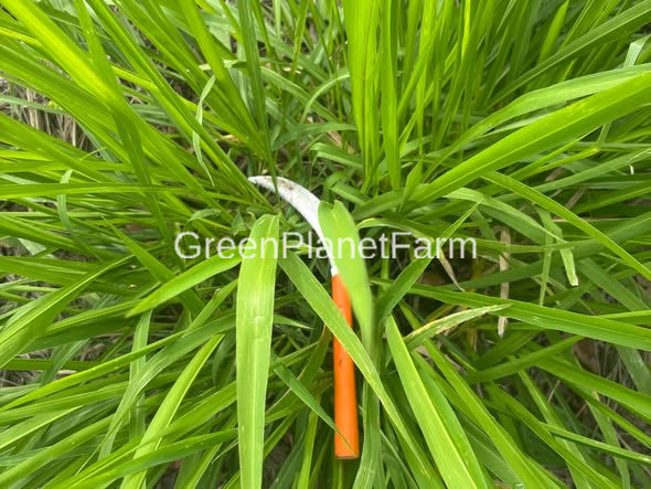 Mombassa Grass Seed - Panicum maximum