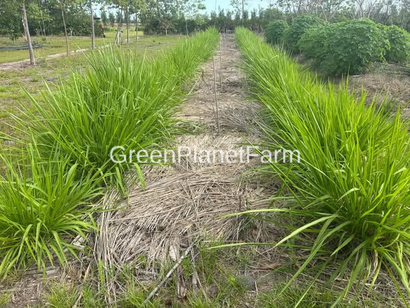 Mombassa Grass Seed - Panicum maximum