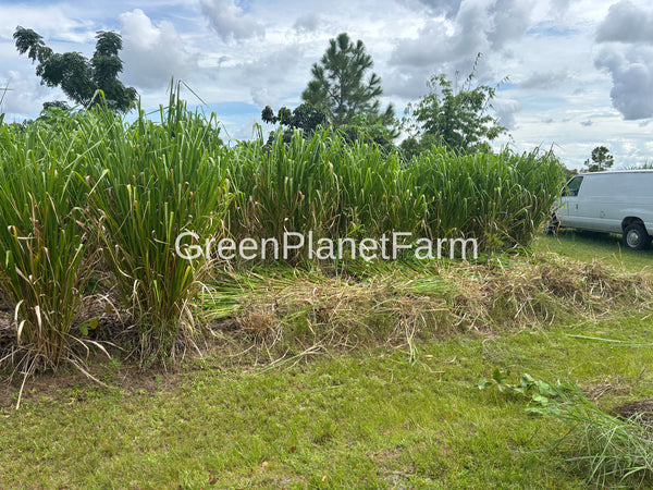 Mombassa Grass Seed - Panicum maximum