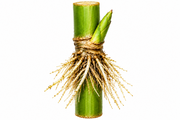 Sugarcane Bud Bags with Roots