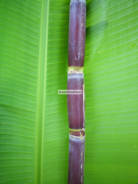 Sugar Cane Cuttings Heirloom Varieties