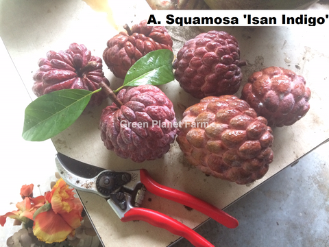 Anona Squamosa 'Isan Indigo' - Thai Purple Chewy Sugar Apple Seeds