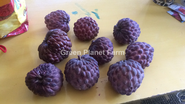 Anona Squamosa 'Isan Indigo' - Thai Purple Chewy Sugar Apple Seeds