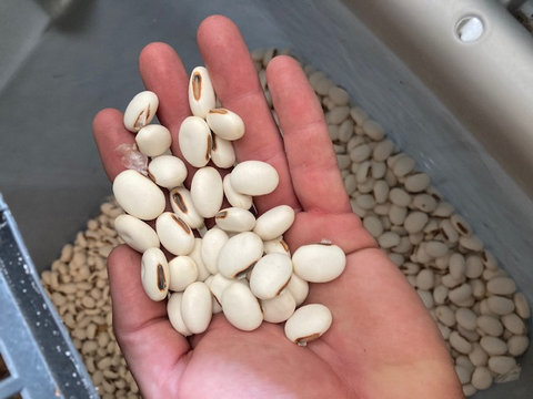 Jack Bean - Canavalia ensiformis - Seed pack