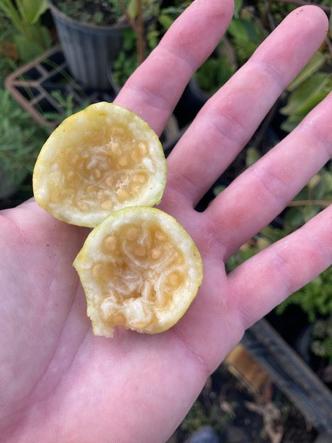 guava seeds for planting Lemon Guava Seeds- Psidium littorale
