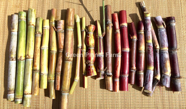 Sugar Cane Cuttings Heirloom Varieties