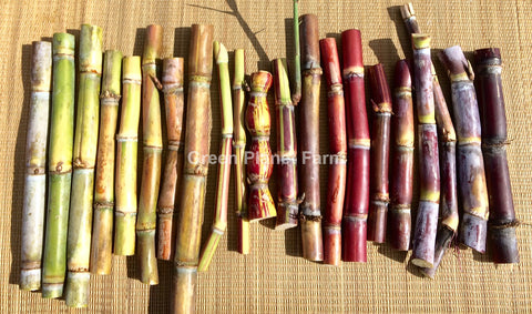 Sugar Cane Multi Heirloom Pack of 4