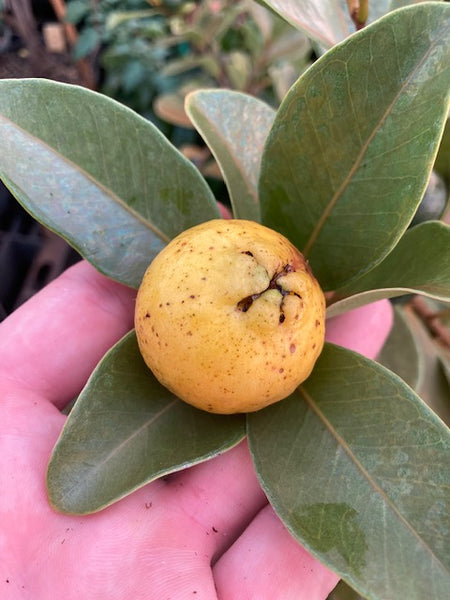 Lemon Guava Seeds- Psidium littorale