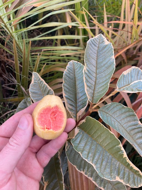 Variegated Pink Guava Seeds- Psidium guajava