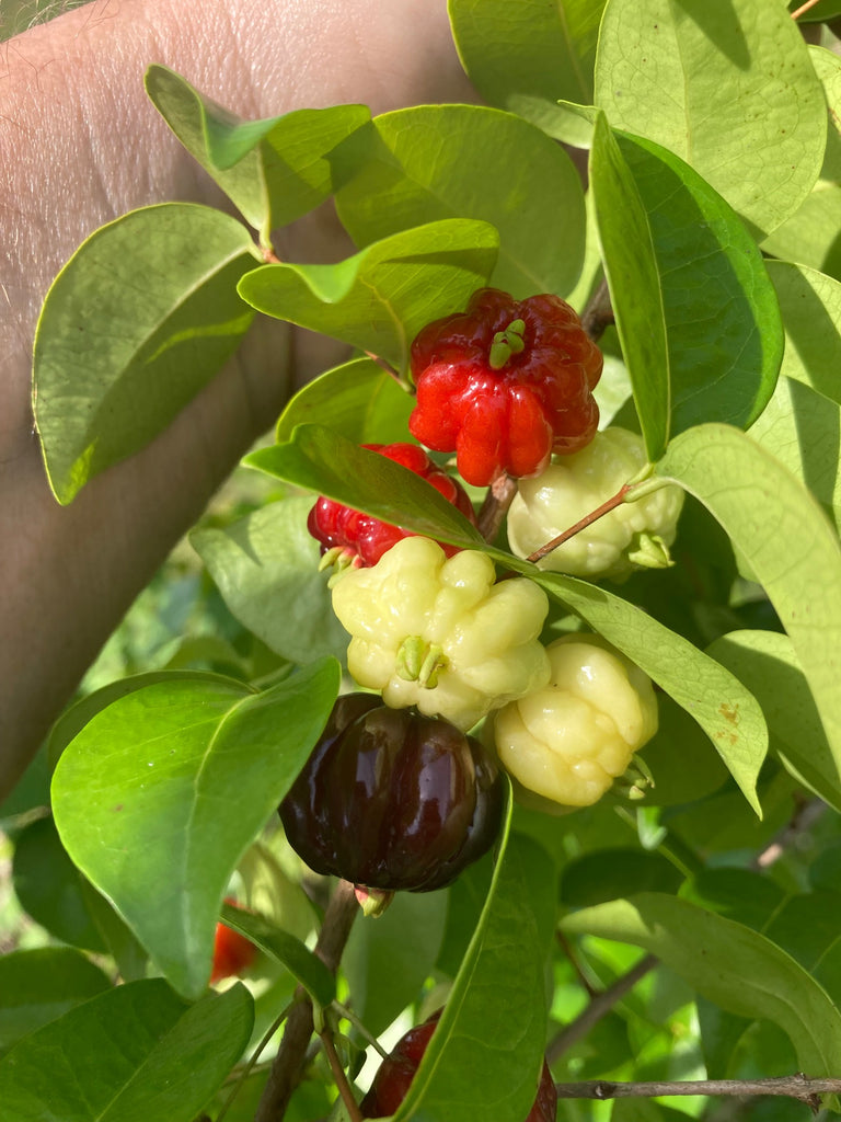 Surinam Cherry 'Black' - Eugenia unifola SEEDS