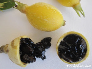 Blackberry Jam Fruit Seeds - Randia formosa