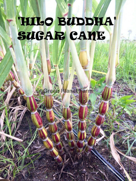 Sugar Cane Cuttings - Heirloom Varieties