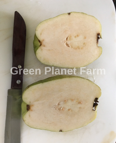 White Pear Guava Seeds - Psidium guajava