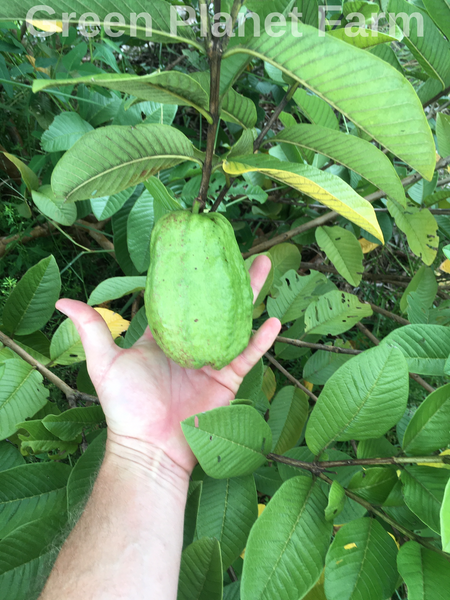 White Pear Guava Seeds - Psidium guajava