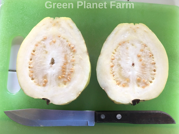 'Green Apple' Guava Seeds- Psidium guajava