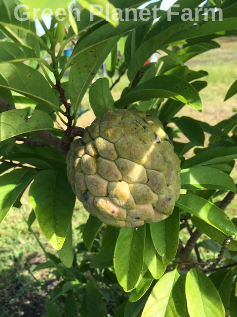 Annona squamosa - 'Green Cuban NO GRIT' Sugar Apple Seeds