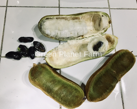Ice Cream Bean Fruit Pods with seeds - Inga Vera